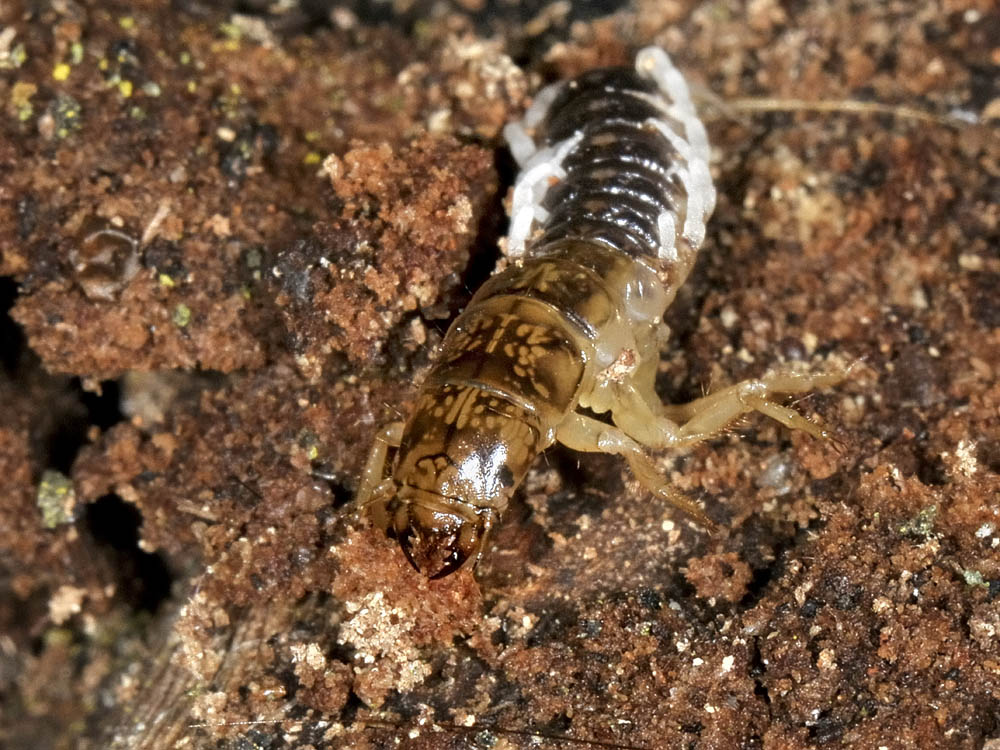 Larva con troppe zampe